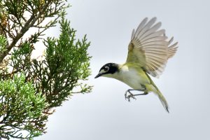 Black-capped vireo in flight