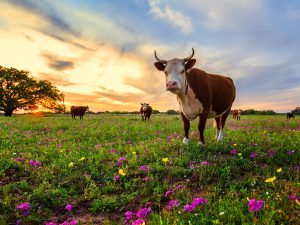 Hill Country Sunset