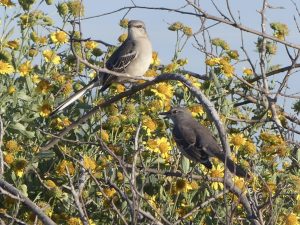 Mockingbirds and Cowpen daisies