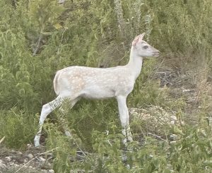 White Fawn