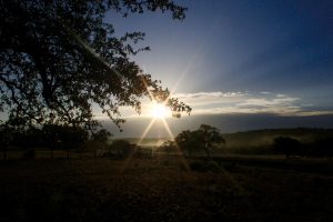 Sunrise Through The Trees