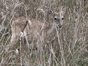 Doe