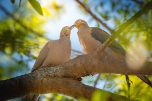 Love Birds