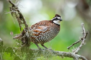 Bobwhite