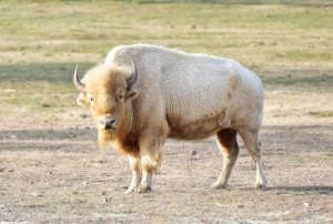 White Buffalo Roaming