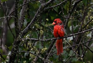 Rain Ruffled Feathers