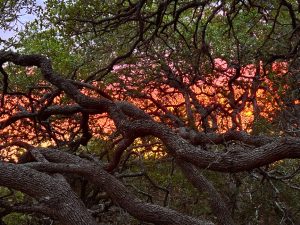 Live Oak sunset