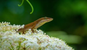 Lizard Side Eye
