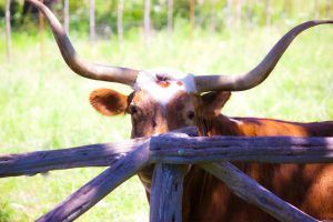 Long Horn
