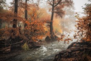 Gruene River Place Fog 14