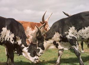 Watusi Bulls