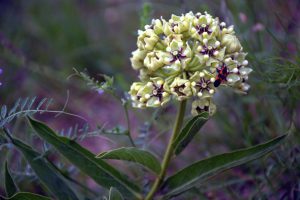 \"Antelope Horn Milkweed With Visitor.\"