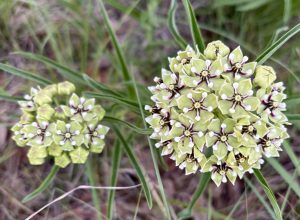 Waystation for Butterflies