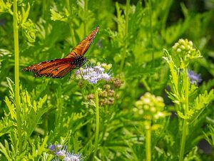 Monarch Butterfly Nectar Refreshment
