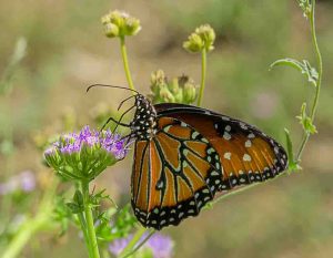 Monarch on Gregg\'s Mistflower