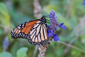 Migrating Monarch Butterfly