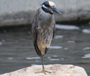 Moody Heron