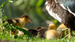 Muscovy duckling