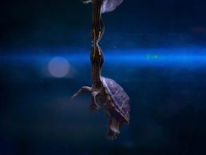 Musk Turtle Breaching for Air