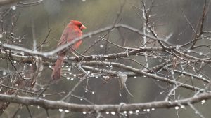 Northern Cardinal in the Rain