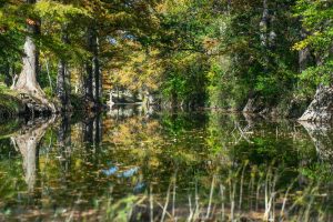 Onion Creek