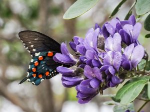 Texas Mountain Laurel