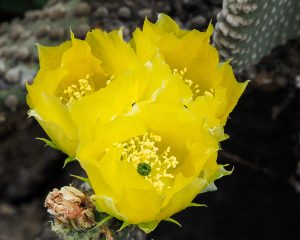 Prickly Pear Cactus