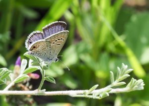 Reakirt’s Blue Butterfly