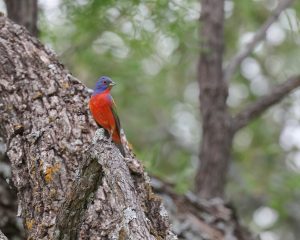 Painted Bunting
