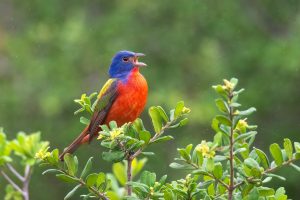 Painted Bunting Singing in the Rain