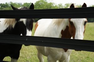 Peeking Horses
