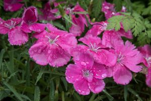 Pretty in Pink