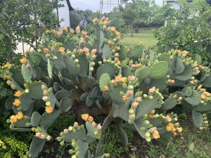 Prickly Pear Parade