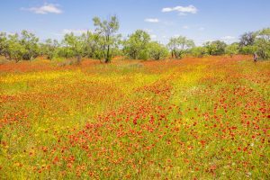 Red and Yellow Wildflower