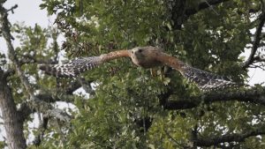 Red Shouldered Hawk