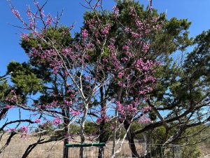 Redbud Spring