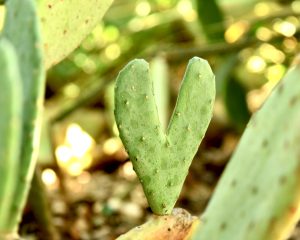 Mother Nature’s Love