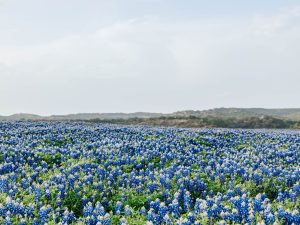 Room to Bloom