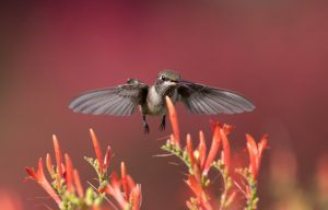 Hummingbird