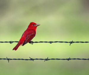 Summer Tanager