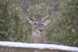 SnowBuck