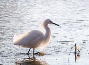 Snowy Egret