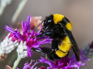 Sonoran bumble bee