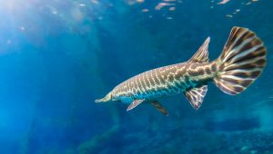 Spotting a Spotted Gar