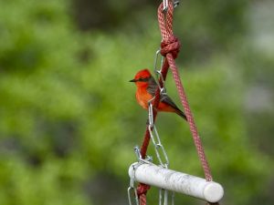 Swinging Vermilion Flycatcher