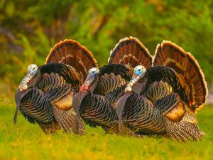 Three Gobblers Looking for Love