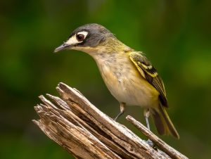 Rare Black-Capped Verio Perched on Limb.
