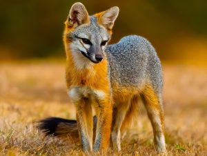 Gray Fox Looking for His Next Meal