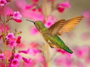 Ruby-Throated Hummingbird Feeding