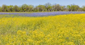 Texas Groundsel and Bluebonnet Colonies with Live Oaks